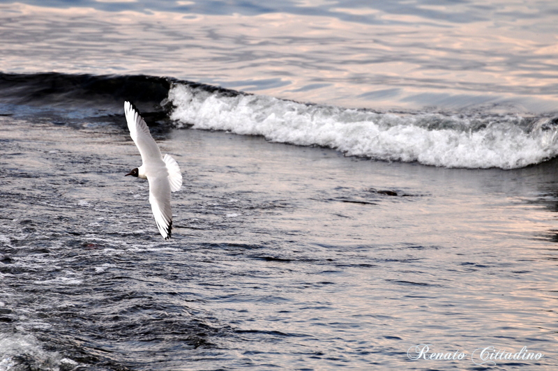 Volo libero