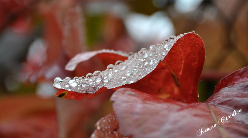 Gioiello d'autunno