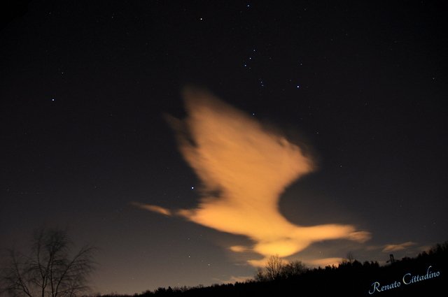 Sembra un cigno in volo