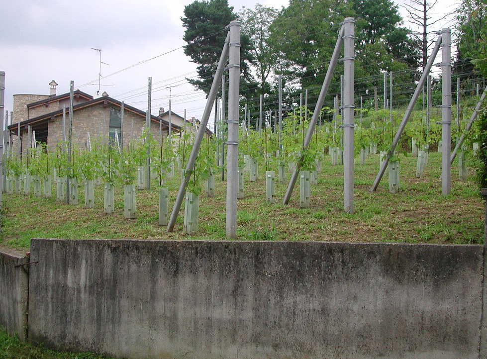 Ronchetto - estate 2008