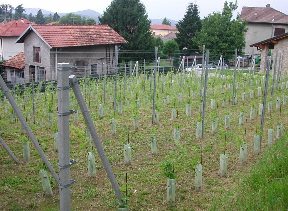 Ronchetto - estate 2008