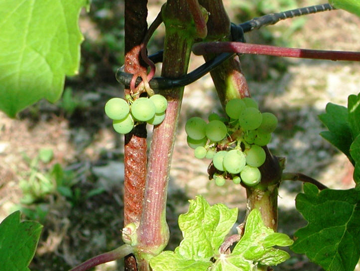 Ronchetto - luglio 2009