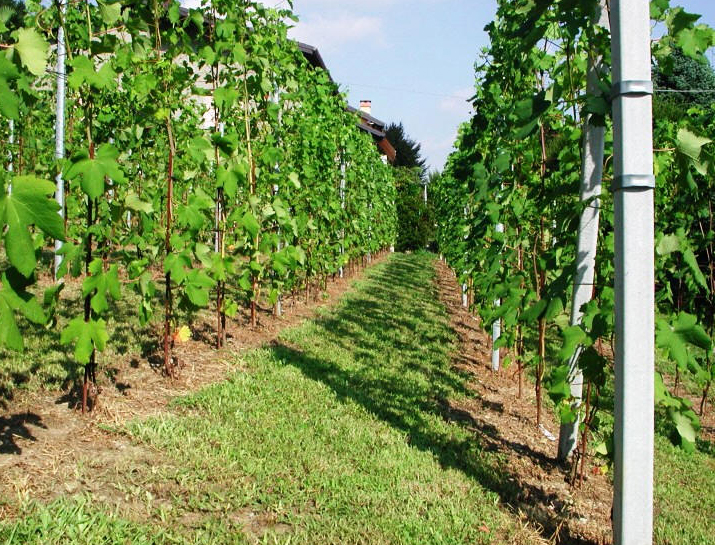 Ronchetto - luglio 2009