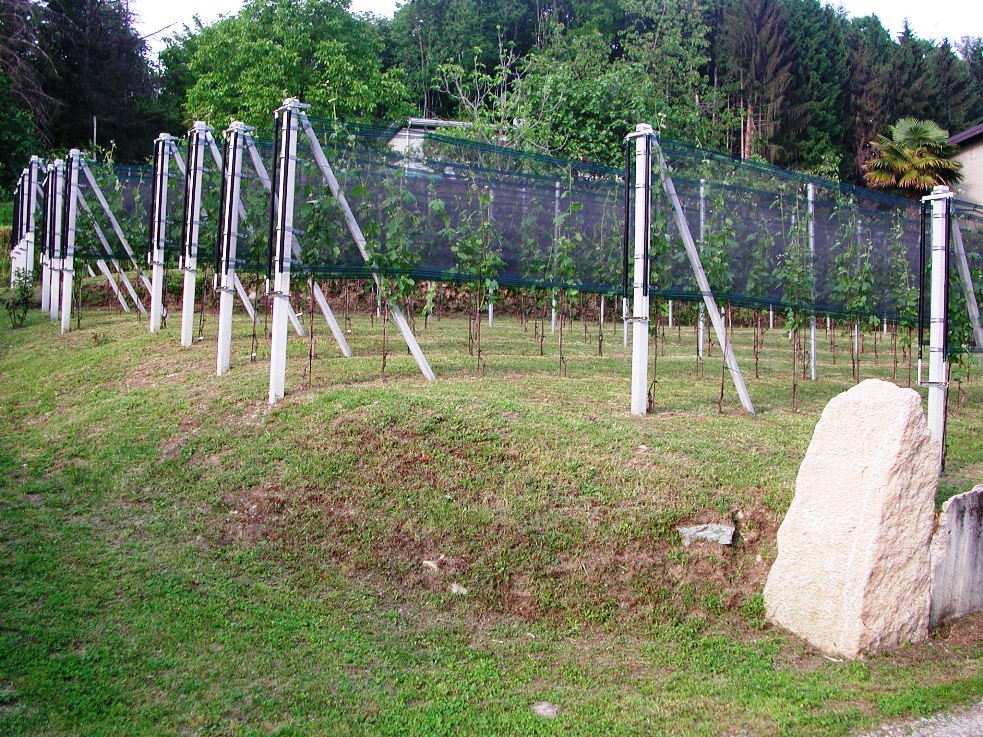 Ronchetto - primavera 2010