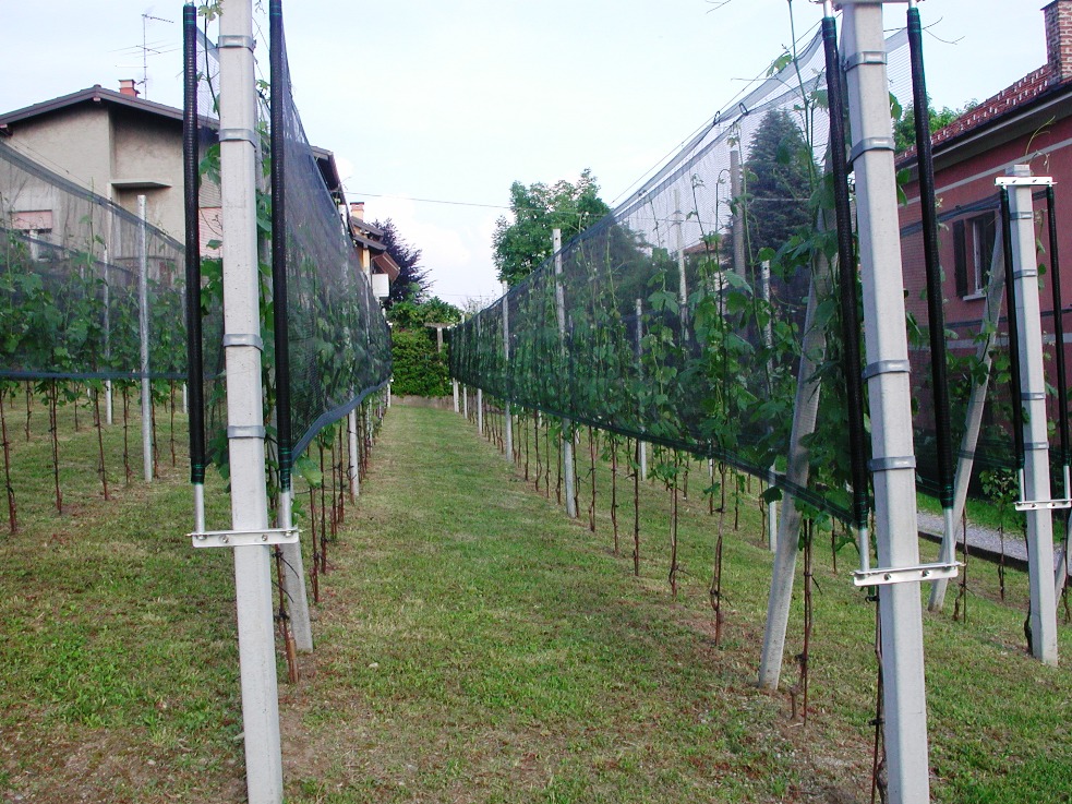 Ronchetto - primavera 2010