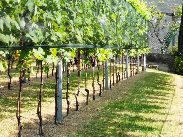 Ronchetto - autunno 2010
