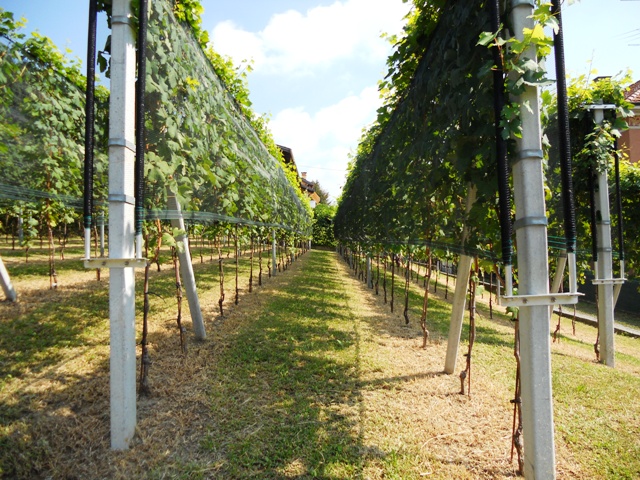 Ronchetto - autunno 2010