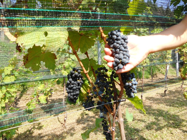 Ronchetto - autunno 2010