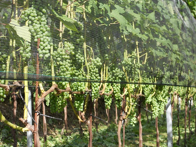 Nebbiolo - estate 2011