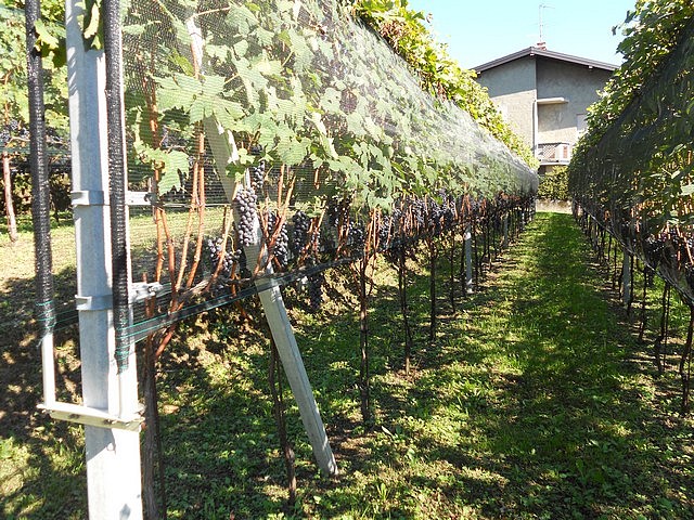 Nebbiolo - autunno 2011
