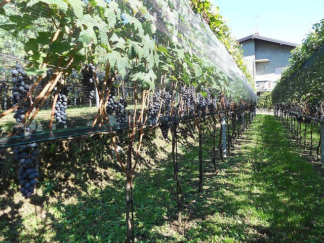 Nebbiolo - autunno 2011