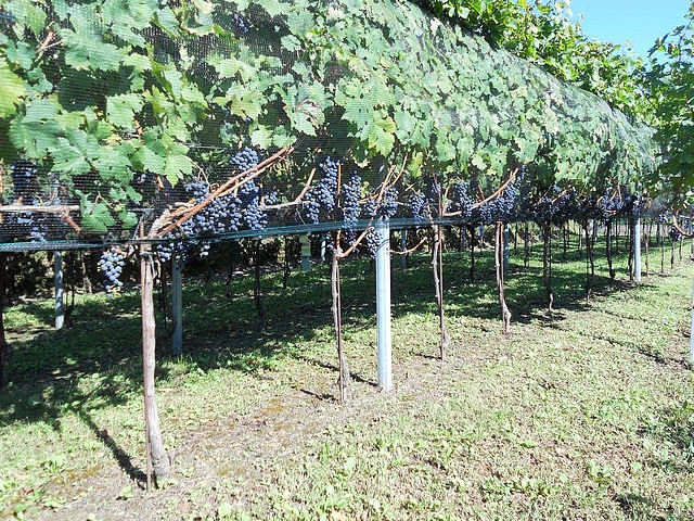Cabernet - autunno 2011