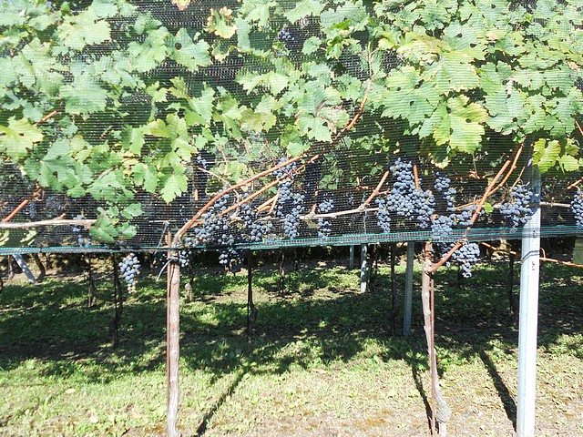 Cabernet - autunno 2011
