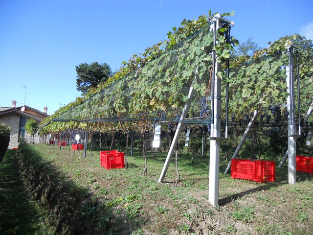 Vendemmia - autunno 2011