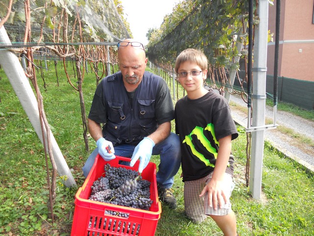 Vendemmia - autunno 2011