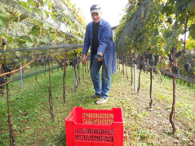 Vendemmia - autunno 2011