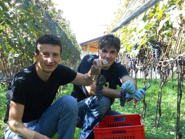 Vendemmia - autunno 2011