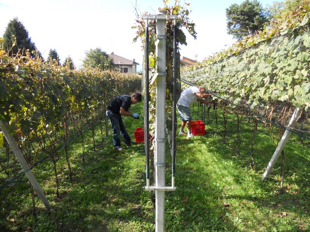 Vendemmia - autunno 2011