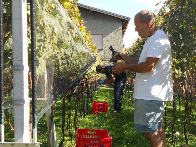 Vendemmia - autunno 2011