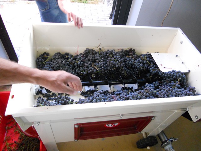 Vendemmia - autunno 2011