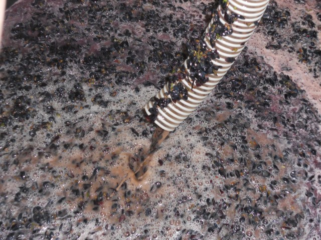 Vendemmia - autunno 2011