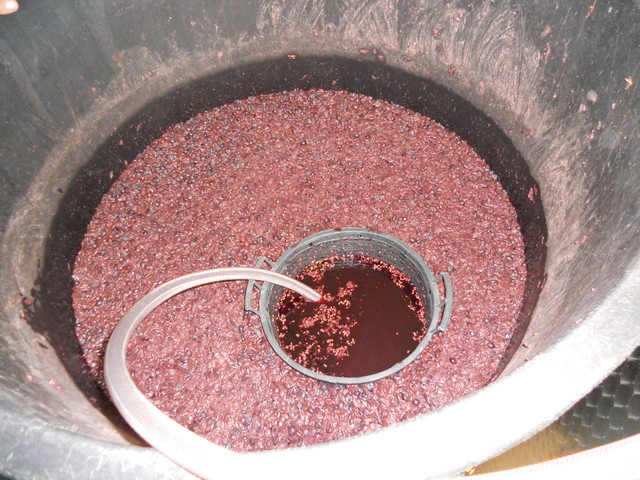 Vino - autunno 2011
